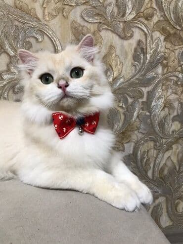 шиншилла британская: Britan, Erkək — 9