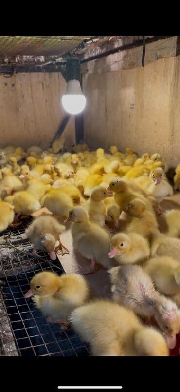 kayuqa ordək: Salam səsli Və Lal Ördək Satılır Ünvan Saray Sumqayit — 2