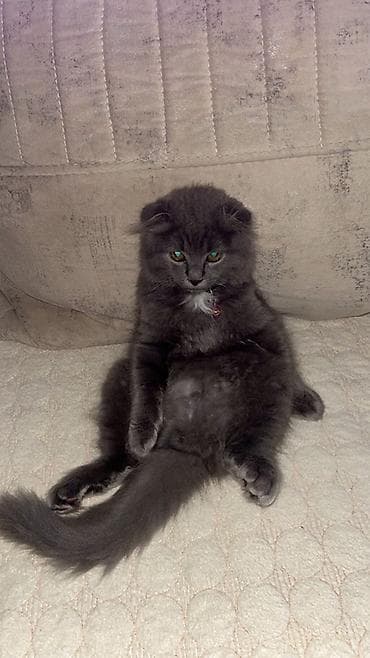 pişik satisi 2019: Şotland yastı qulaq — 7