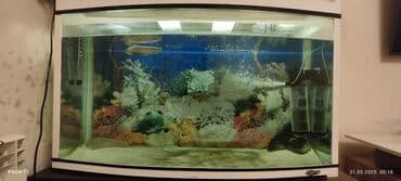 yapon balığı: Balıqlarla birlikdə, 450 l — 5