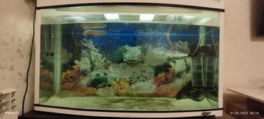 filtir: Balıqlarla birlikdə, 500 l, Ünvandan götürmə — 1