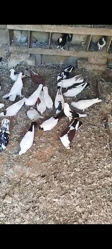 Göyərçinlər: Salam tərgizilmə quşlardir 40 a yaxindir içində hər cür quş var — 1