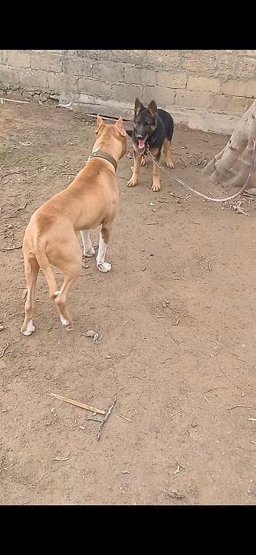 lalafo ev heyvanlari: Alman çoban iti, 5 ay, Erkek, Peyvəndli, Ünvandan götürmə — 5