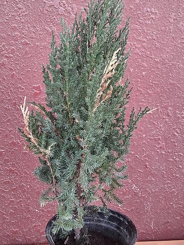 evkalipt bitkisi: Saksıda ardıc (Juniperus) dekorativ iynəyarpaq bitki - Növ: ardıc — 3