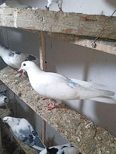 Köm wekildekiler analaridi.balalar satiwdadi boyuk quw yox