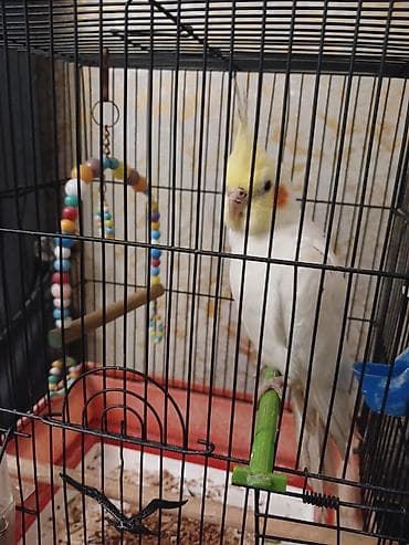 quş: Nimfa (cockatiel) papağanı qəfəsi ilə birlikdə.korella — 1