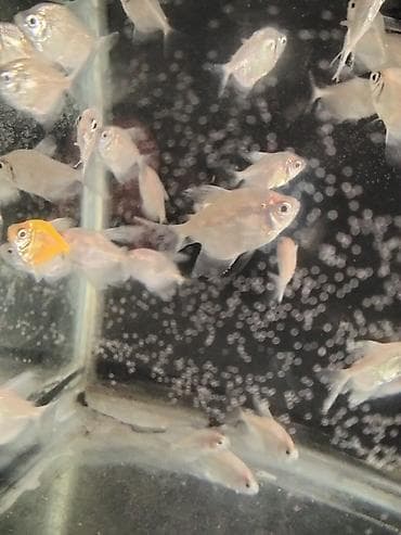 yemler: Tetra balığı, Sülhsevər — 1