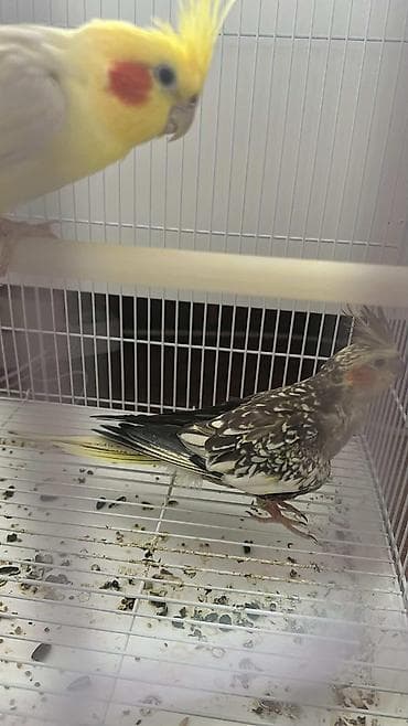 hind quşu baximi: Salam hazir cut karela erkey sari olandi danisir isdeyene vidyosun ata — 5