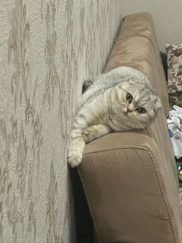 вислоухий кот цена: Şotland yastı qulaq — 8