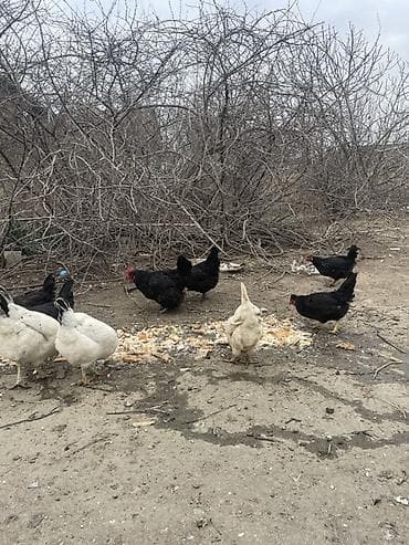 Pişiklər: Toyuq, Australorp, Damazlıq — 4