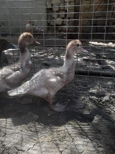 Bir aylig ordekler 8 dene 7
manat. 055 880 85 29. Barter yoxdur lalafo.az -da Bir aylig ordekler 8 dene 7
manat. 055 880 85 29. Barter yoxdur
