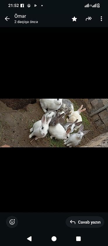 Saxlanılan ev dovşanları – müxtəlif rəng və naxışlarda (ağ, boz, krem