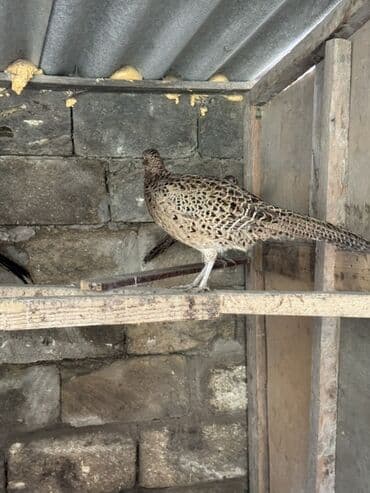 tutulma qus: Damazliq Disi qirqovullar — 3