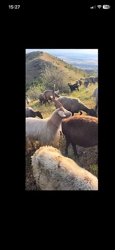 Qoyun-keçi sürüsü – çoban iti ilə Məhsul/təklif: - Qarışıq qoyun və