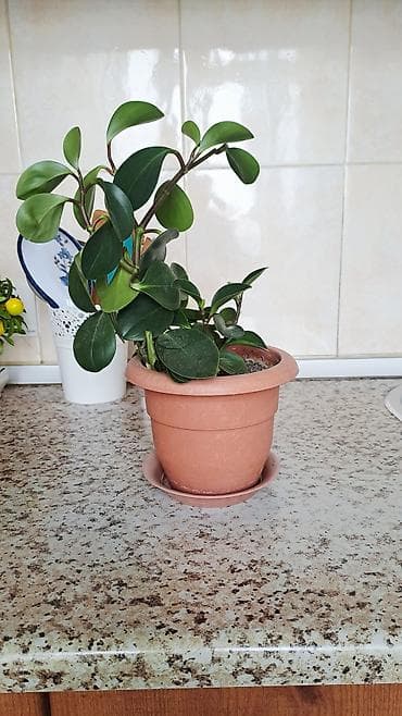gul pastafka: Bitki – dekorativ ev gülü - Növ: Peperomiya (Peperomia obtusifolia — 3