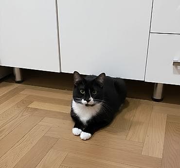 Erkək, Yaxşı əllərə