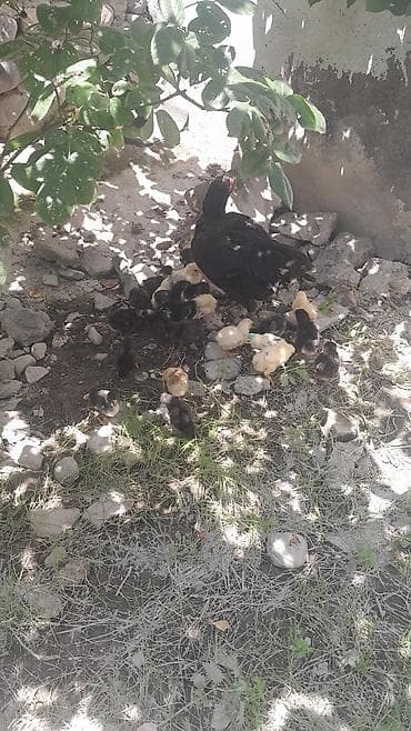Toyuq cücələri, Damazlıq lalafo.az -da Toyuq cücələri, Damazlıq
