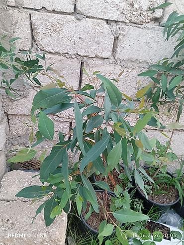 Bitkilər: Ekalipt (Eucalyptus) fidanları – qara plastik qablarda əkilmiş — 3