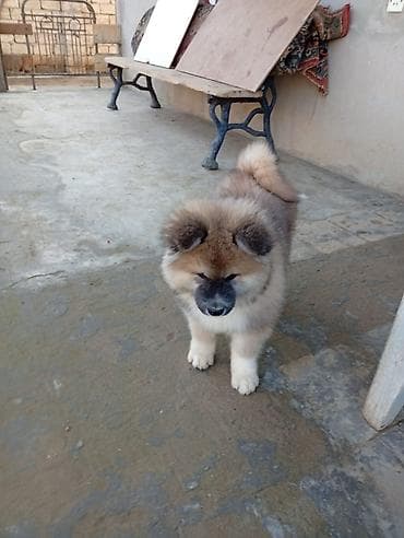 Akita-inu, 3 ay, Dişi, Peyvəndli