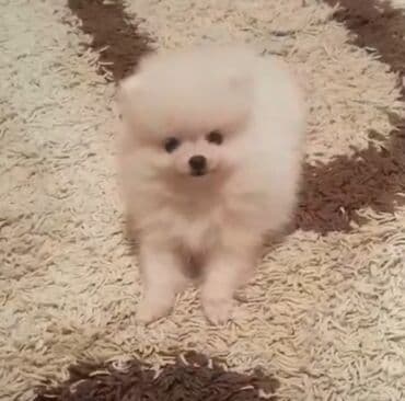 померанский шпиц цена: Шпиц, 3 месяца — 2