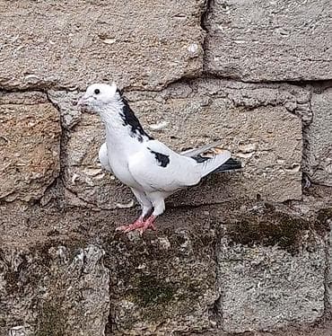 Tutulma erkey 12 tuk 0708768131 vatsap