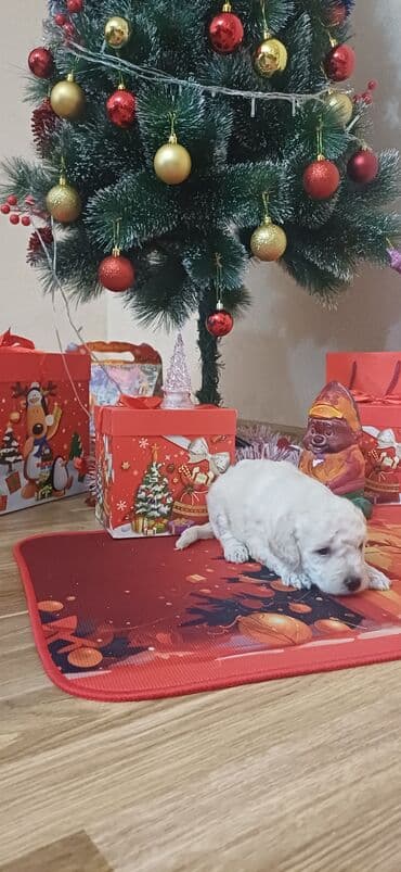 золотистый ретривер баку: Пудель, Самка, С прививками, Платная доставка — 4
