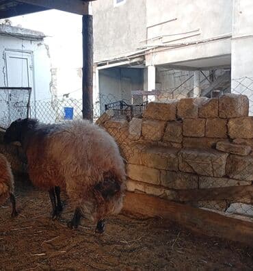 İtlər: Erkək, Qala, il: 4, 60 kq, Damazlıq — 2