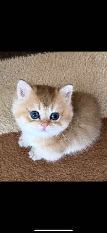 cütleşdirilir: Şinşilla, Erkək, Cütləşmə üçün — 6