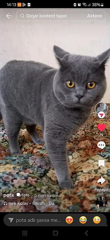 pişik pers: Шотландская, Самец, Для вязки — 2