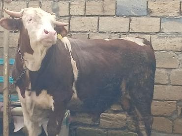 cins inek: 260 270 kilo eti var 1 yaş 2 aylığ di endirim olcaq — 3