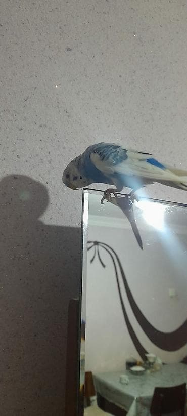 en gozel itler: Ələ öyrəşmiş quşdu fikri ciddi olan vatcapa yazsin sumqayìt — 6