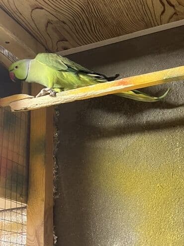 кольчатый попугай цена: Ojirelalar satilir. 2 il quslardi. Cutu 400 man. Unvan Sumqayit — 4