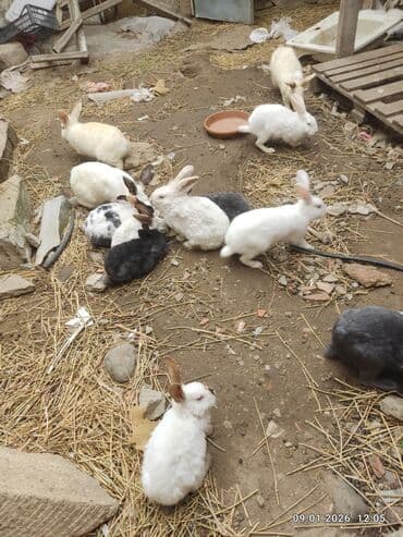 Inəklər, öküzlər: Dovşanlar – müxtəlif rəng və ölçülərdə - Növ: ev dovşanları - — 2