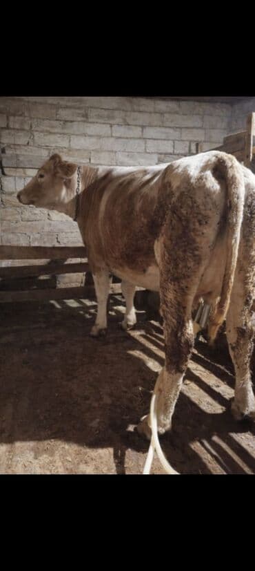 Ослы: Salam aleykum super düyedi təzə dogub balasızdı 20 litir süt verir — 1