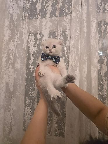 pişik pers: Şotland — 6