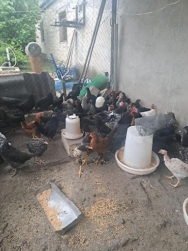 aksolotl satın al: Tam saglam 3 ayliq damazliq maldi avstrolop xarkov kent serebrist — 2