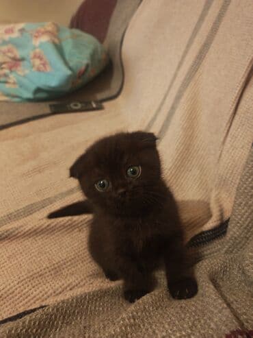 ağ pişiy: Şotland yastı qulaq, Dişi — 2