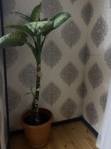 Dieffenbaxiya (Dieffenbachia) otaq bitkisi – iri, yaşıl-ağ naxışlı — 1