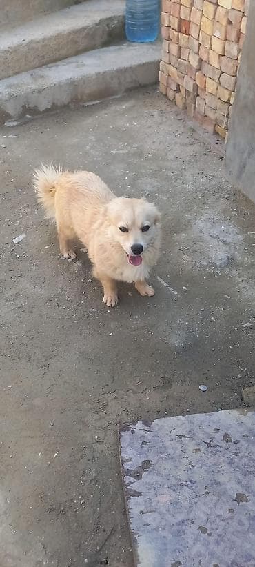 balaca ag itler: Şpitz, Peyvəndli — 2