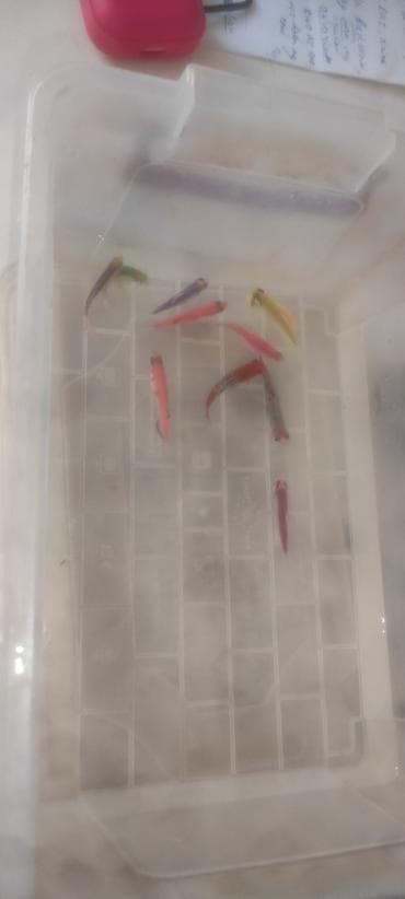 balığlar: Glofish, Sülhsevər — 1