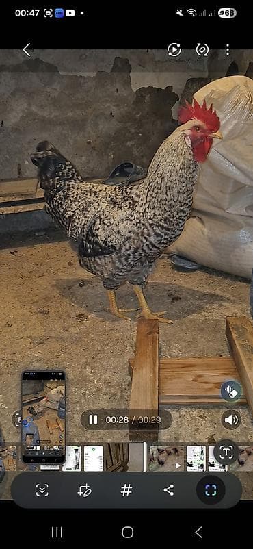 Другие с/х животные: Salam Aleykum Xarkov xoruzu satilir sekilde qeseng dusmeyib cox viddi — 1