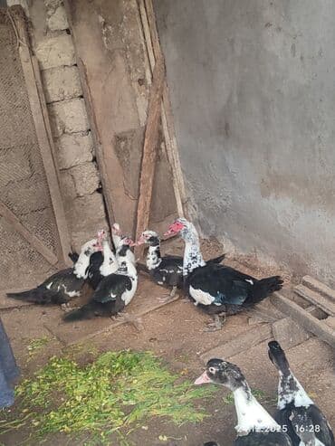 Eşşəklər: Dişi, | Lal ördək, Ətlik — 9