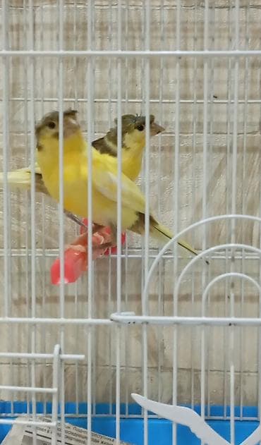 Bülbül Baladilar giymət birinə ayitdir