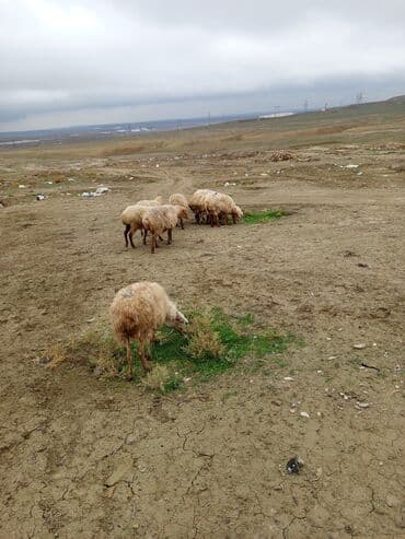 котята в баку: 9 baş boğaz qoyun satılır hamsı boğazdı iksi doğum qalanlar da yaxın — 6