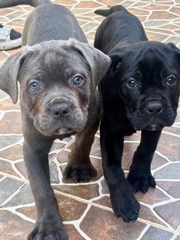 qafqaz coban iti sekilleri: Kane-Korso, 2 ay, Peyvəndli, Ünvandan götürmə — 2