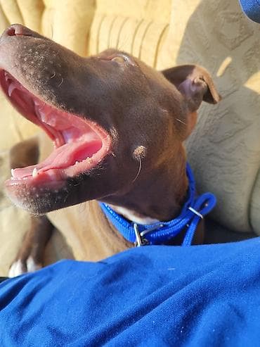 heyvanlar: Pitbul, 8 ay, Erkek, Ünvandan götürmə — 6