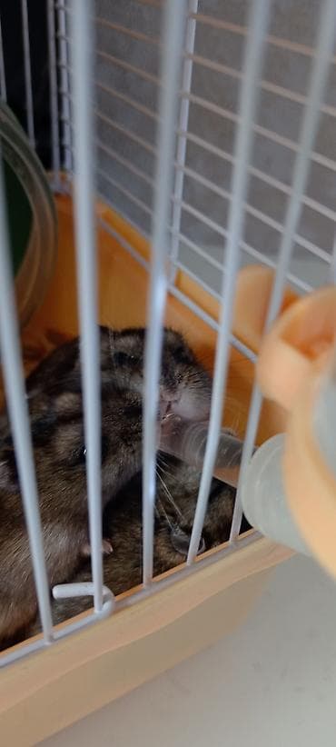 hamster near me: Salam 4eded Xamyak Yuvasi ile sarikir. Yimek qabi. Su qabi — 4