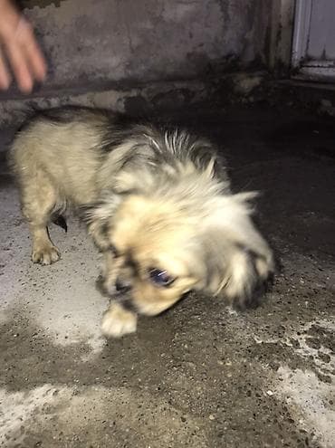 it satislari: Pekines, 2 ay, Dişi — 2