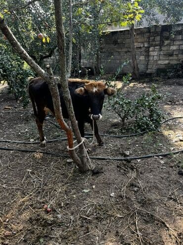 yerli inekler: Məhsul: Mal-qara (2 baş düyə/inek) Təsvir: - Şəkillərdə 2 baş — 5