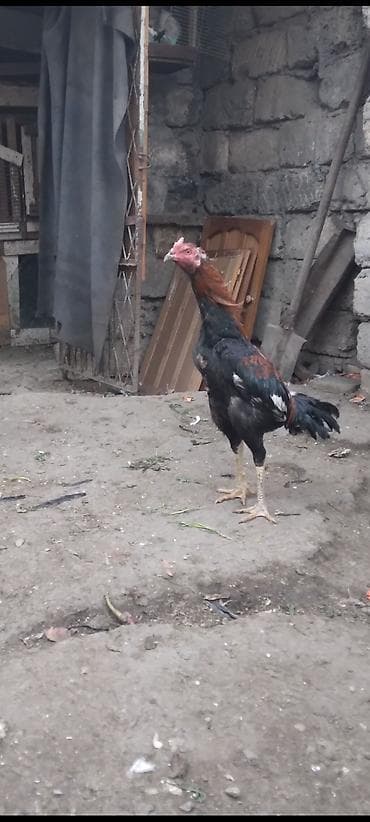 Heyratı beçə satılır cins heyvandı hələ tam ayılmayıb heyvanan başı — 1